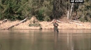 Охота на селезня с подсадной уткой. Весенний селезень . 2018