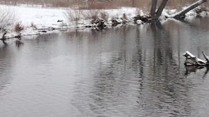Лебедь