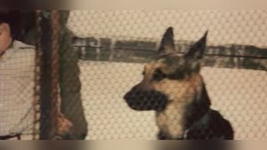 Пограничный пёс