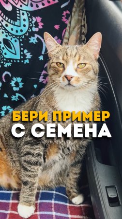 Когда у кота жизнь интереснее, чем у твоих друзей 😺