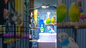 Попугайчики купаются первый раз. First 🛁 my parakeets