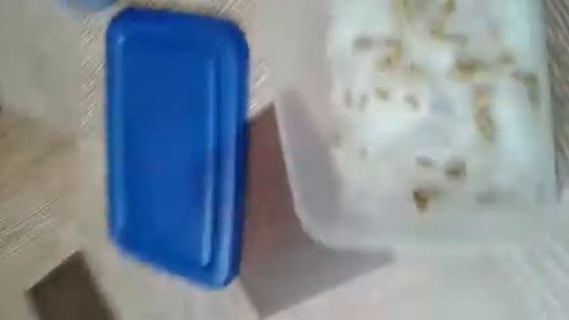 #1 ПростоВопрос | Как вырастить траву для всех питомцев?! Без химии | Экологически чистую! | ВСЕМ!! смотреть онлайн