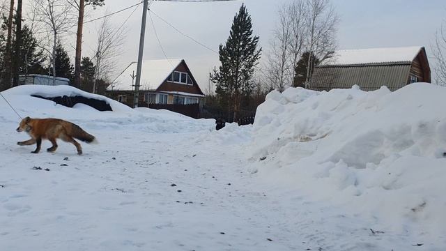 #прогулка собаки #Бетти  и #лисички