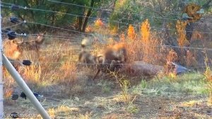 Бурая гиена нападает на Африканских хищников.