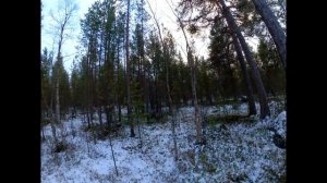 Охота на Лося с лайками ч.1