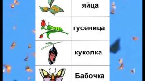 Жизнь бабочек