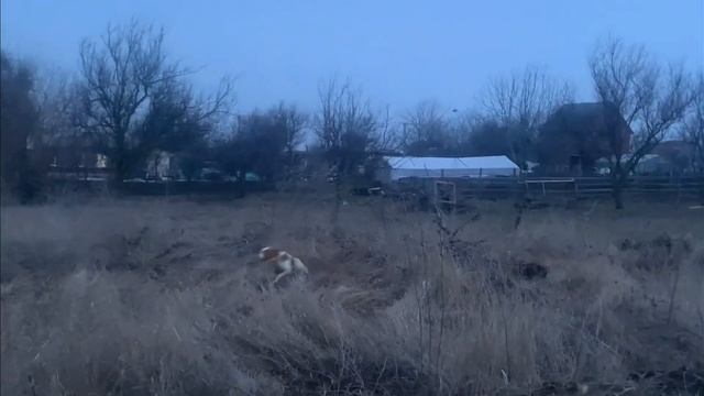 Эпаньоль Бретон работа по фазану смотреть онлайн