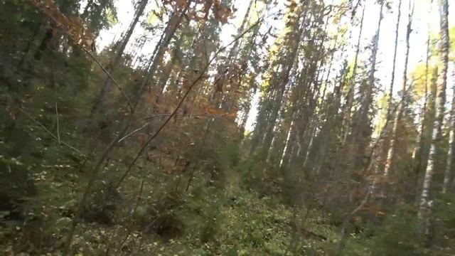 Поход в лес, маню рябчиков.