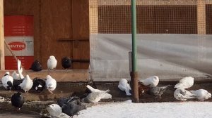 29.12.18. Вечерний гон не получился,голуби  решили купаться.