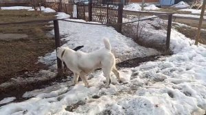 Алабаюшка и австралийский хиллер