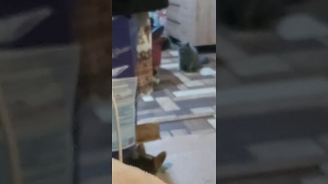 пёсики!