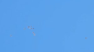 Мои голуби- вечер