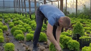 Простой парень купил участок земли. Работа в теплицах и продажа на рынке.💵💵💵💲💲💲