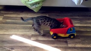 Бенгальский кот Марс, катается на игрушечной машине /  Bengal cat Mars, riding a toy car