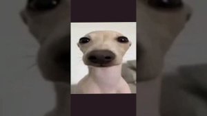 Собака сидит под дабстеп