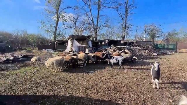 ЕйскМы всех забодаем!!! А где мы - смотрите в ролике