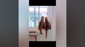 Подборка смешных котиков 🐈