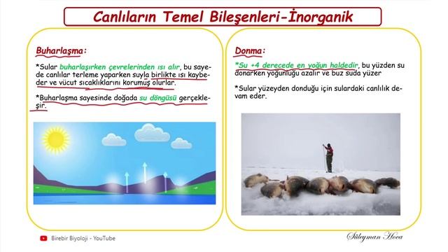 2022 / Canlıların Temel Bileşenleri / İnorganik Bileşikler смотреть онлайн