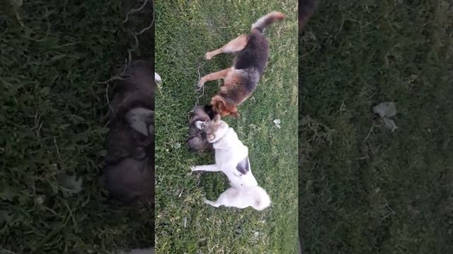 Рабочие собаки