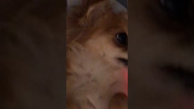 Массаж для собаки. Кайфуем смотреть онлайн