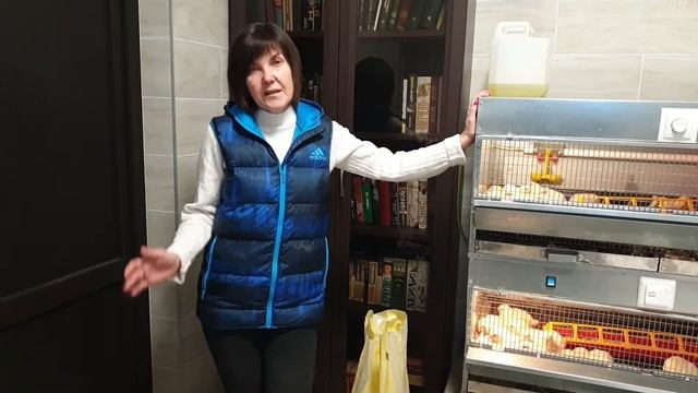 Рентабельность бройлеров Кобб 500 Расходы и рассказ о выращивании. Девятый день от вылупа. смотреть онлайн