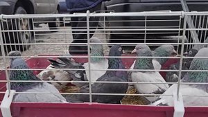 Голуби цены Птичий рынок г Пятигорск