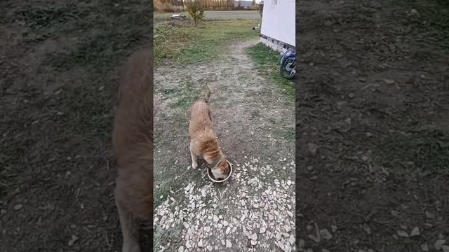 Оконные перемычки с матюками #домнаюге #строимдом #деревенскаяжизнь #собака #дача #станица #окно