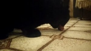 Кот рычит как барбос