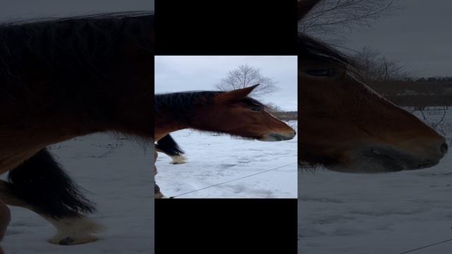 Владимирские тяжеловозы #лошади #кони #тяжеловозы #конюшня #деревня #жизньвдеревне #деревенскаяжизнь