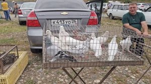 Голуби и цены Птичий рынок г Пятигорск -ч2