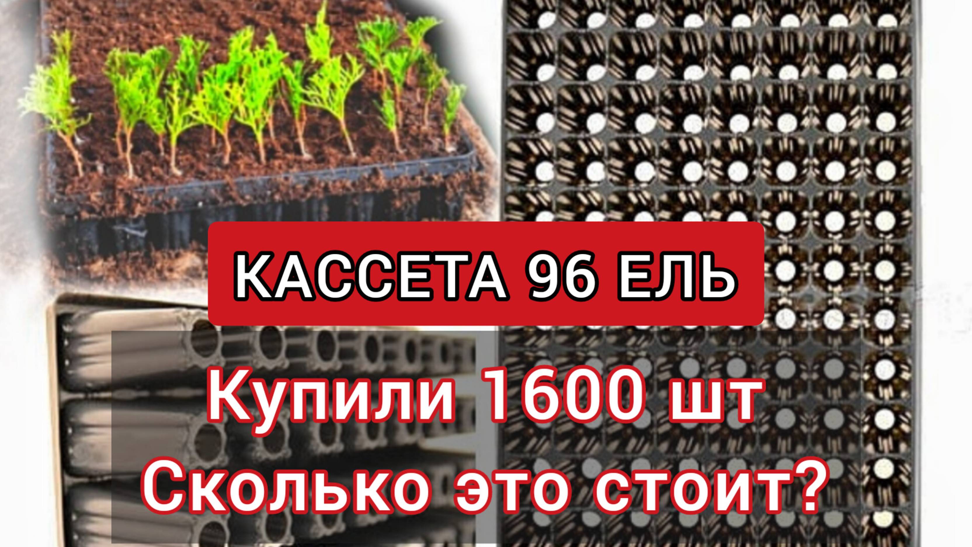 Питомник растений с нуля|Забрали 500 кг кассет для черенков|Обзор кассета 96 ель