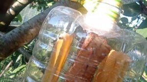прозрачный улей для пчёл своими руками без всяких затрат