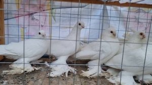 Голуби цены Птичий рынок г Прохладный Pigeons prices Bird market g Cool