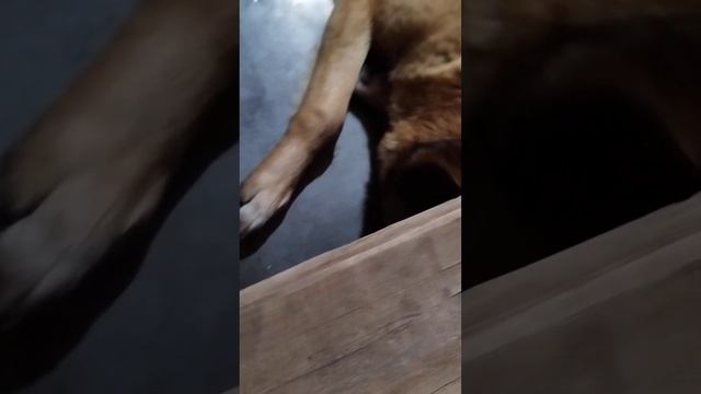 Малинуа, Бельгийская овчарка, может дышать по команде?!Belgian Shepherd, can he breathe on command? смотреть онлайн