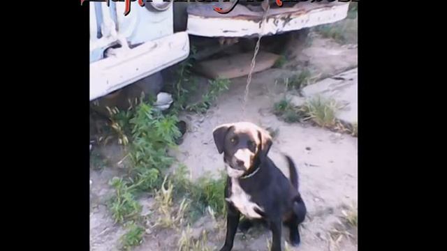 О бедной собаке замолвите слово смотреть онлайн