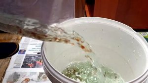 Запустил 360 красивых гуппи в аквариум