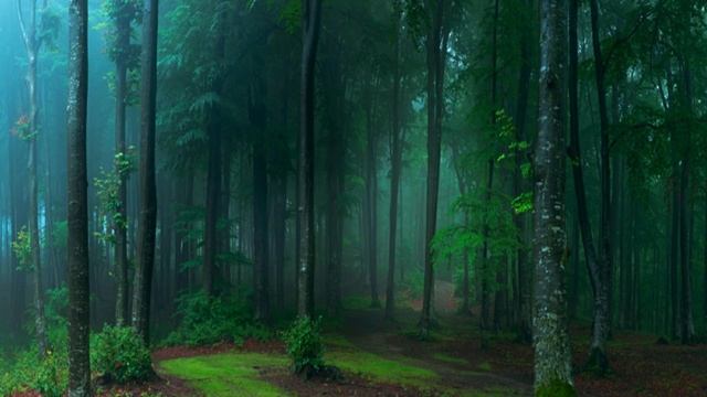 Soothing Celtic Music - Forest of Whispers | Relaxing, Sleep, Peaceful ★124 смотреть онлайн