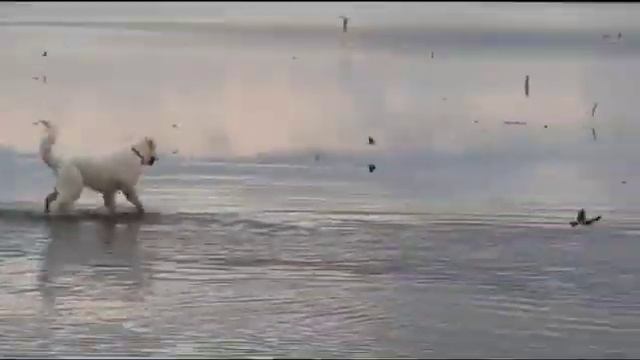 Мареммо-абруцкая овчарка ,щенок 5 мес радуется новому дню смотреть онлайн