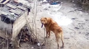 Побег от бешенной собаки паркур трейсер