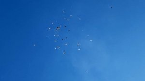 Голуби и разница в погоде 1.12.22.