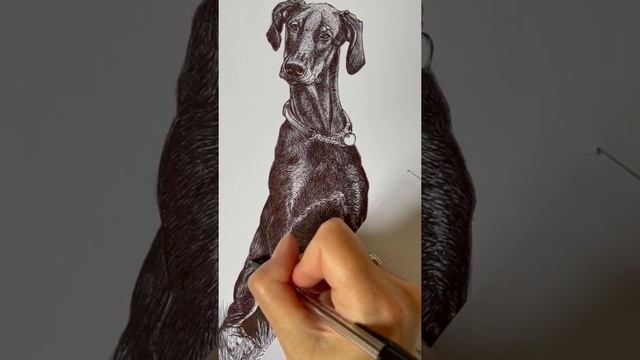 Doberman speed draw in biro & ballpoint pen смотреть онлайн
