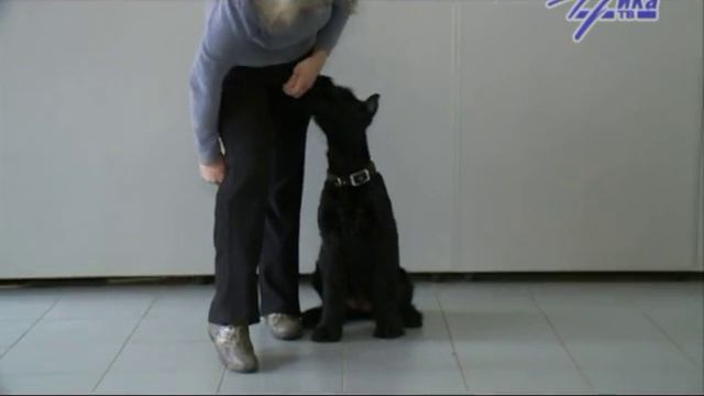 Кликер дрессировка