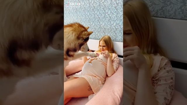 ДЕВУШКА ЗАБЕРЕМЕННЕЛА ОТ СОБАКИ//ВРАЧИ НЕ МОГЛИ В ЭТО ПОВЕРИТЬ//тикток смотреть онлайн