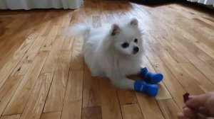 Сапожки для померанского шпица. boots for the Pomeranian.포메라니안 부츠