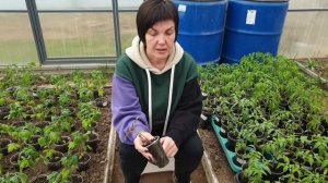 #5 Рассада в апреле. Вторая подкормка, перевалка. Помогаем растениям выдержать стресс. 15.04.24