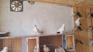Новая голубятня и голуби Игоря