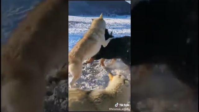 Тибетский мастиф против волка смотреть онлайн