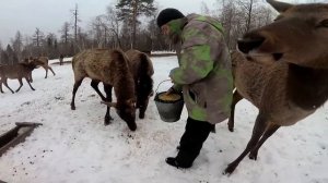 20180328 О, лень. Маралы #PANDASEMENWLK