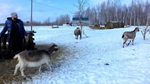 ЗАВЯЗЫВАЮ С ОВЦАМИ? НЕ ДОЖДЕТЕСЬ!)))