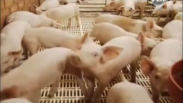 РЕН Ставрополь 20131230 190001 смотреть онлайн